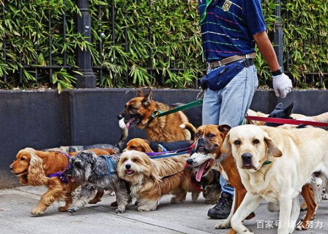 遛狗赚钱苹果版下载(遛狗赚钱苹果版下载安装)-第3张图片-有道翻译官网 遛狗赚钱苹果版下载(遛狗赚钱苹果版下载安装)-第3张图片-有道翻译官网
