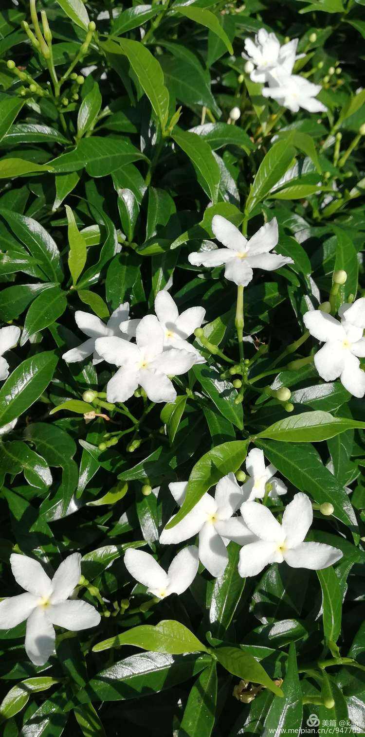 花瓣轻游苹果版(花瓣轻游怎么卸载)