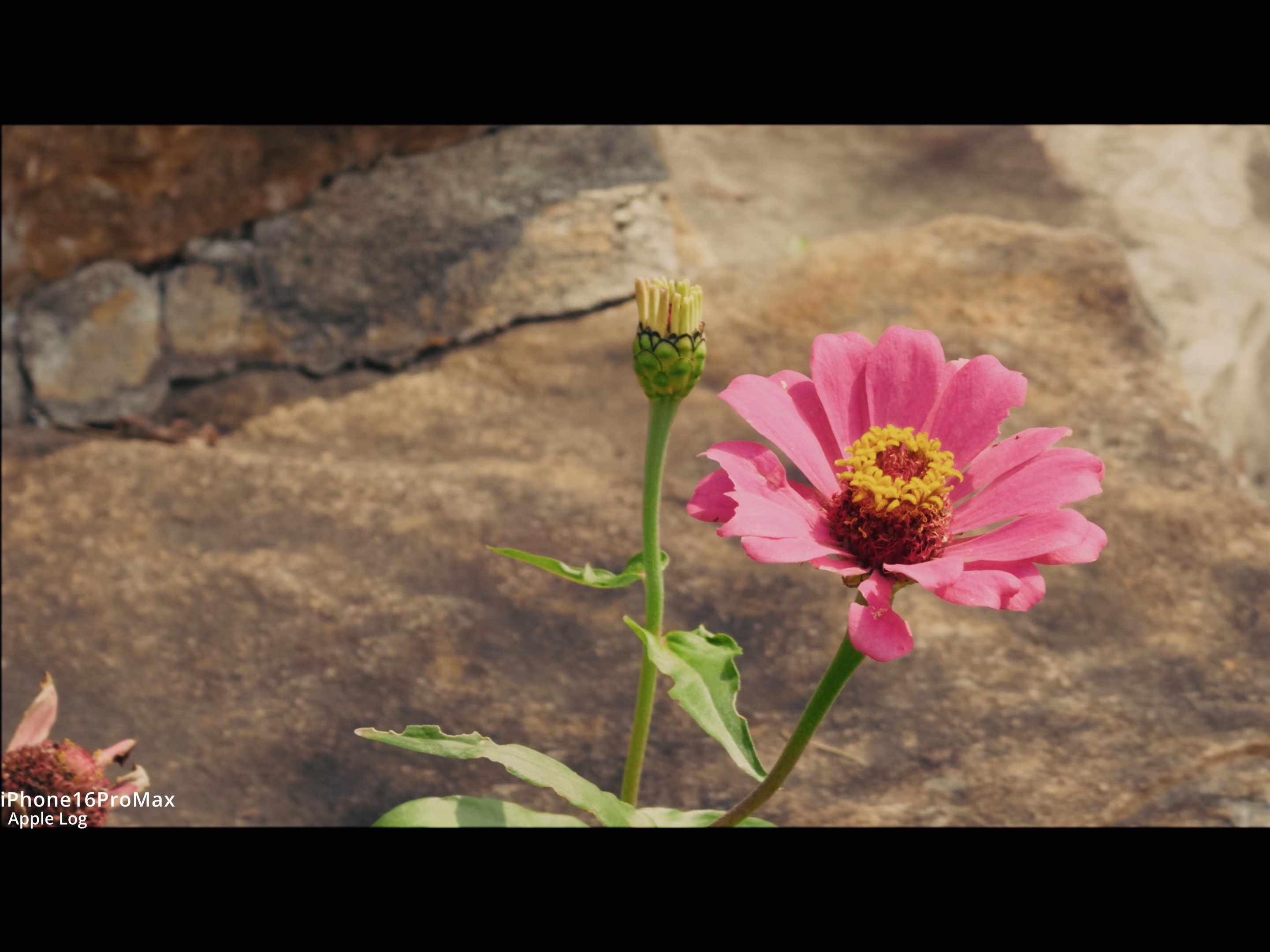 苹果标准版样片(iphone标准版)-第5张图片-有道翻译官网 苹果标准版样片(iphone标准版)-第5张图片-有道翻译官网