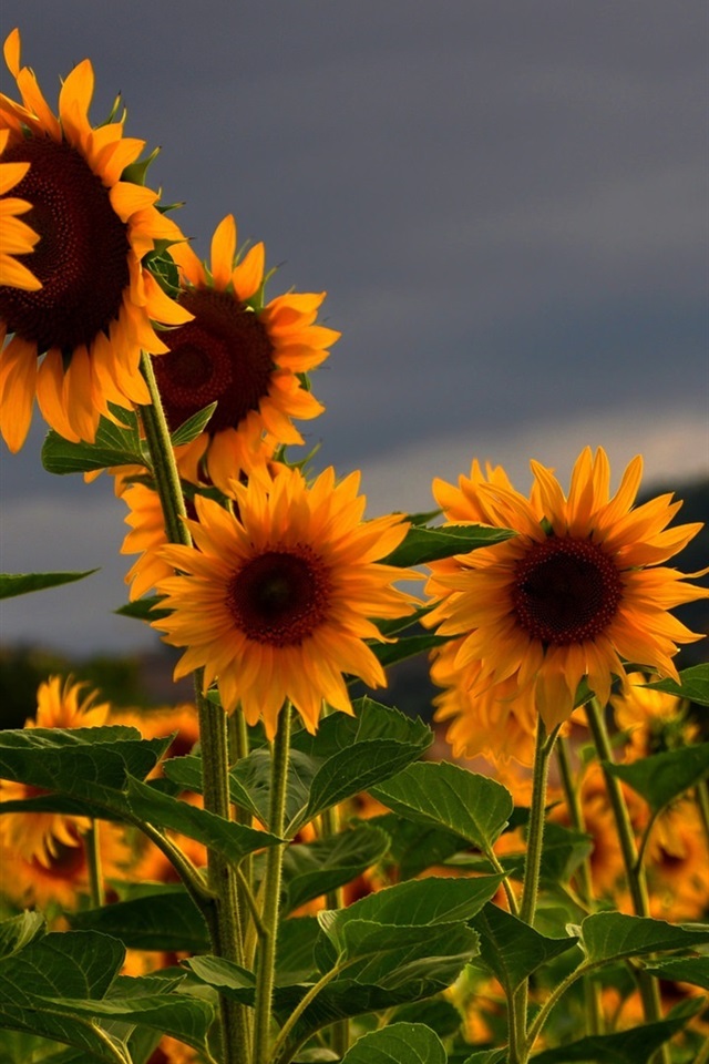 向日葵破解版视频苹果版(向日葵ios破解无限次观看)