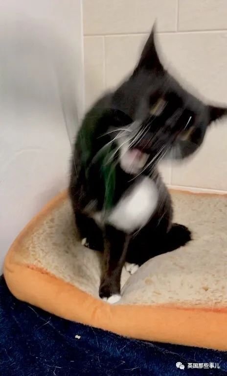 鬼畜版山寨苹果手机(鬼畜app下载ios)-第2张图片-有道翻译官网 鬼畜版山寨苹果手机(鬼畜app下载ios)-第2张图片-有道翻译官网