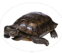 奋斗龟正式版下载苹果版(奋斗龟app卖的课程)-第13张图片-有道翻译官网 奋斗龟正式版下载苹果版(奋斗龟app卖的课程)-第13张图片-有道翻译官网